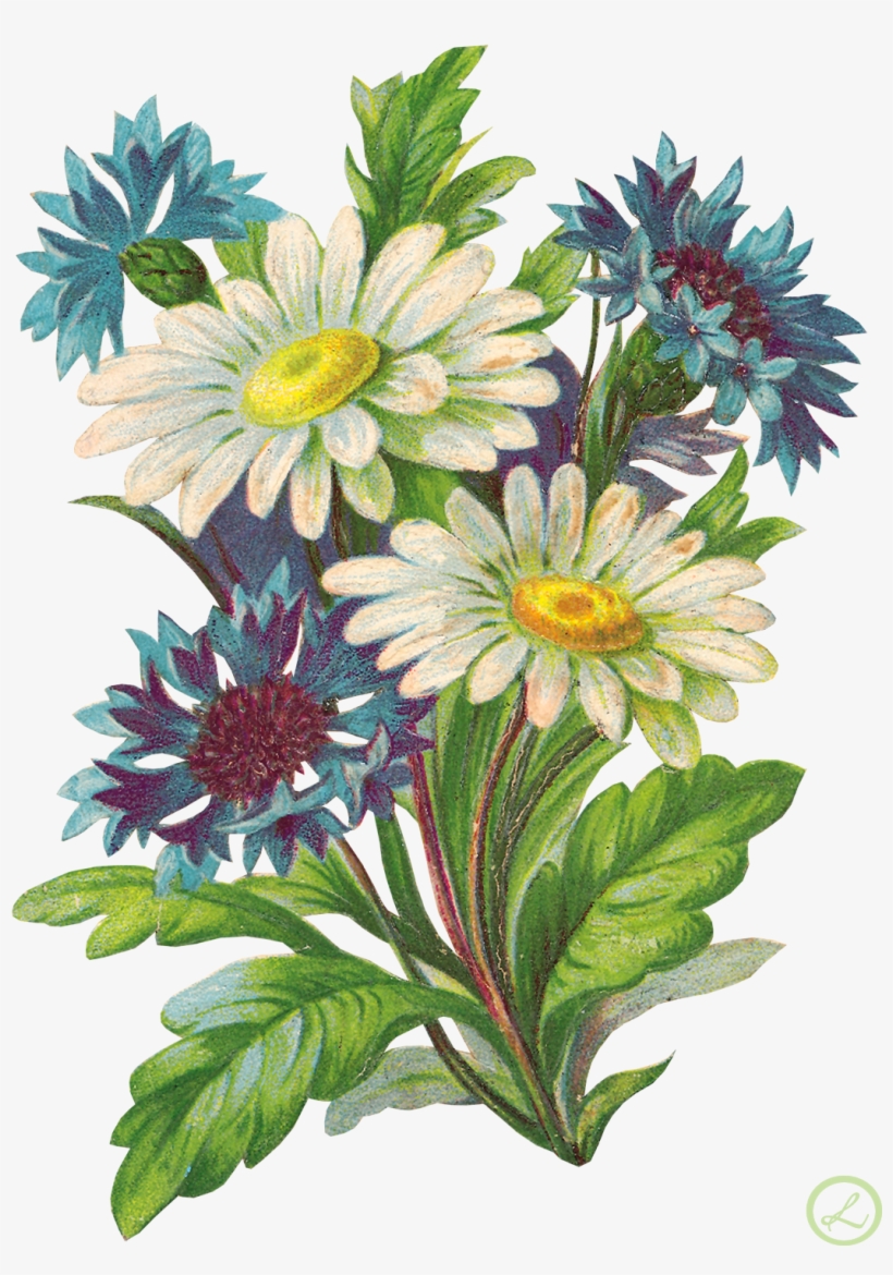 Pin By Peikita On Mixx - 3drose Bouquet Of White Daisies And Blue Bachelor Buttons, transparent png #2691780