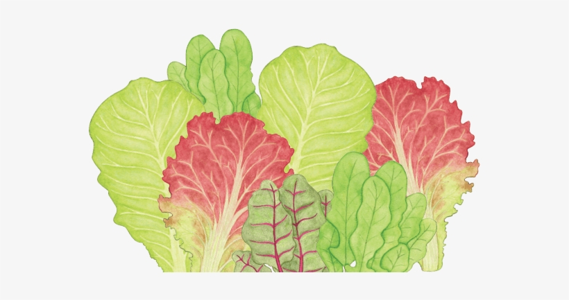 Lettuce Drawing Png - Lettuce, transparent png #2692083