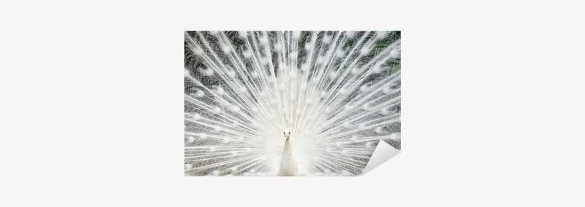 Majority Says Vinyl Record, transparent png #2692777