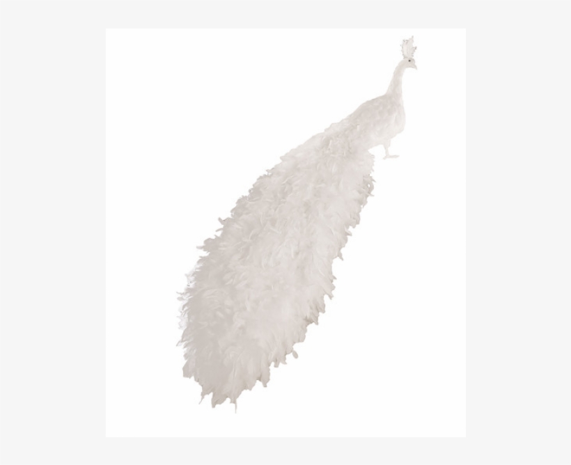 Single Peacock Feathers Png Hd Download - Peafowl, transparent png #2692824