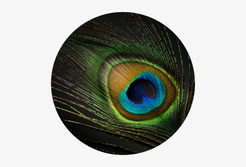 Peacock - Feather, transparent png #2693400