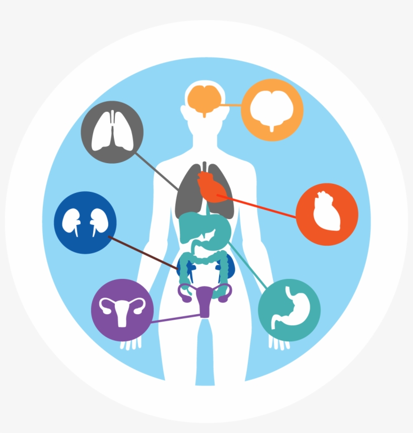 How Ipl Works, transparent png #2693461