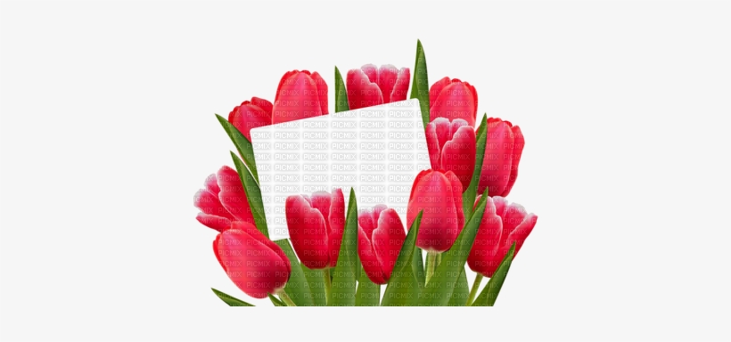 Kaz Creations 8th March Happy Women's Day Deco - Tulips Clipart Transparent, transparent png #2694919