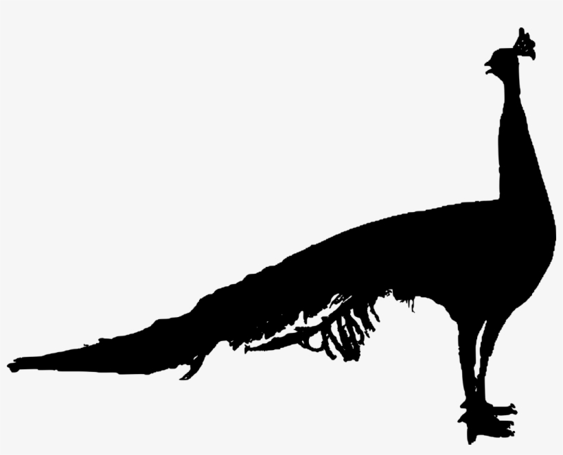 Peacock,cut Out,male Feather,poultry - Pavo Real Png Vector, transparent png #2695076