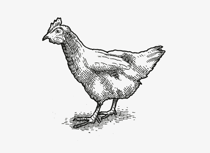 Leave The Farm To Table Restaurant, The Gourmet Grocer, - Chicken Chalk Drawing Png, transparent png #2698954