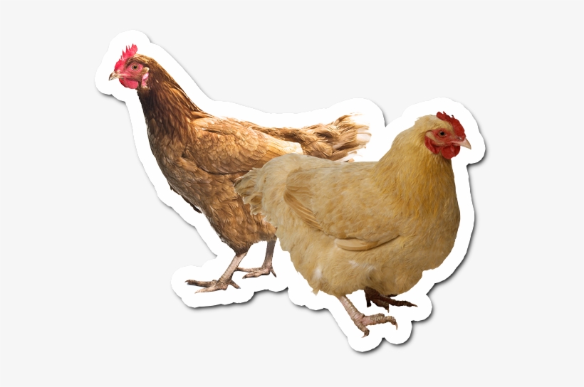 Who Are Chicken 'n Things - Oriental Trading Company Realistic Rooster &amp;, transparent png #2699009