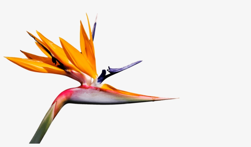 Egzote Creative Web Design Agency Egzote Creative Web - Bird Of Paradise Png, transparent png #2699875