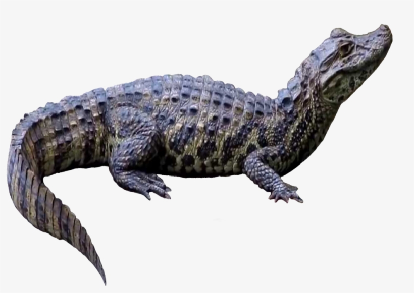 Latirostris2 - Portable Network Graphics, transparent png #270660