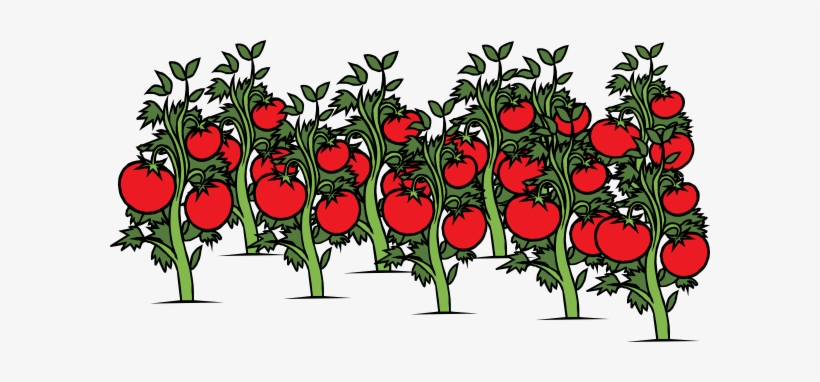 Clip Arts Related To - Tomato Plant Clipart, transparent png #271123