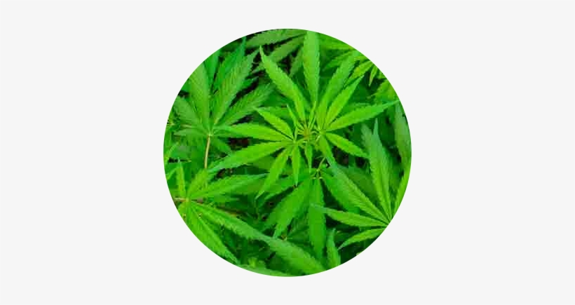 Now, It Is More Than Possible To Fill Out A Recreational - Cannabis, transparent png #271418
