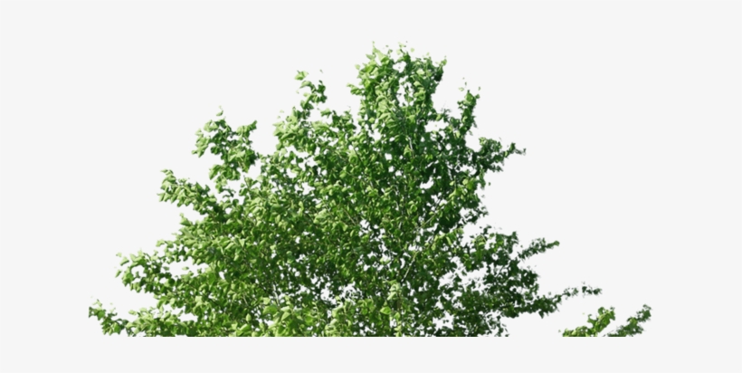 American Holly, transparent png #271872