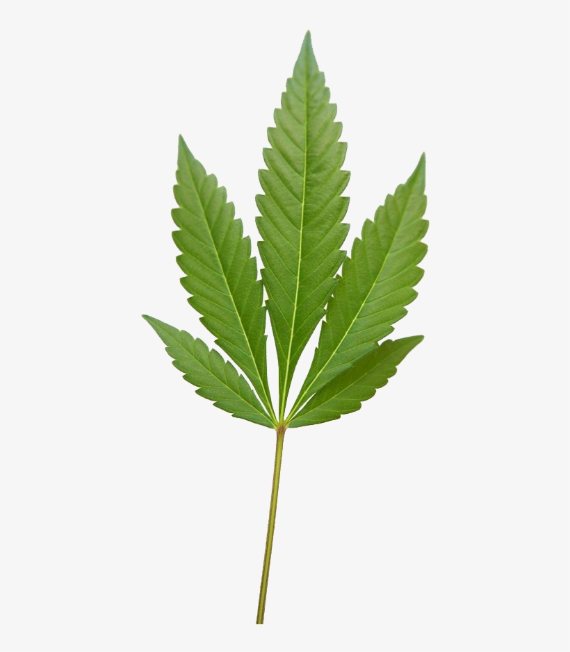 Marijuana Weed Png Image - Marujwana, transparent png #271914