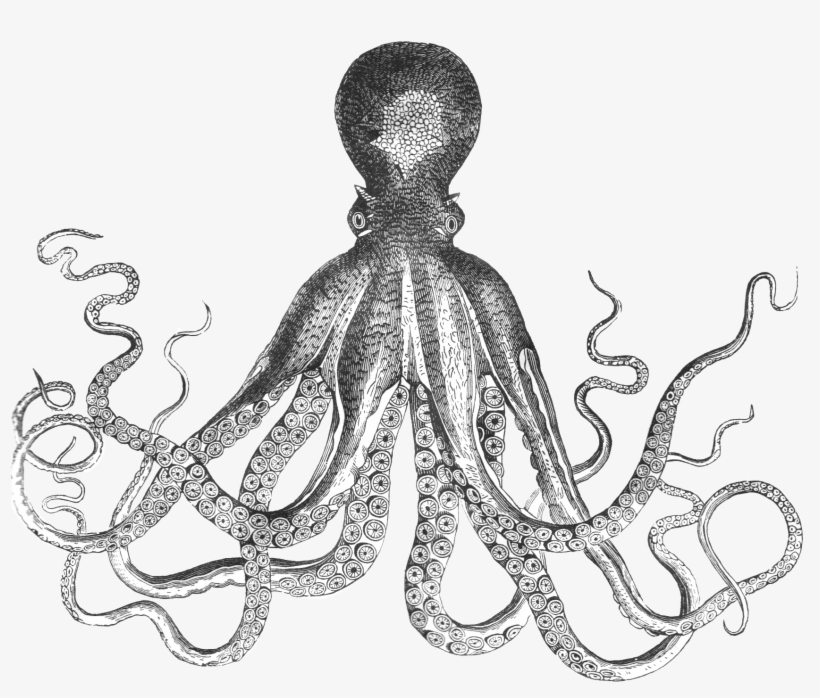 Clip Library Library Giant Drawing At Getdrawings Com - Mollusks Black And White, transparent png #272380