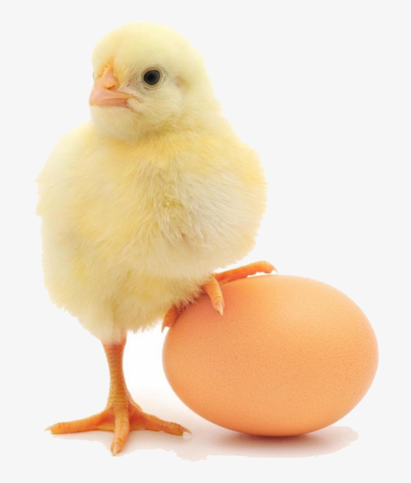 About Us - Chick Standing On Egg, transparent png #272518