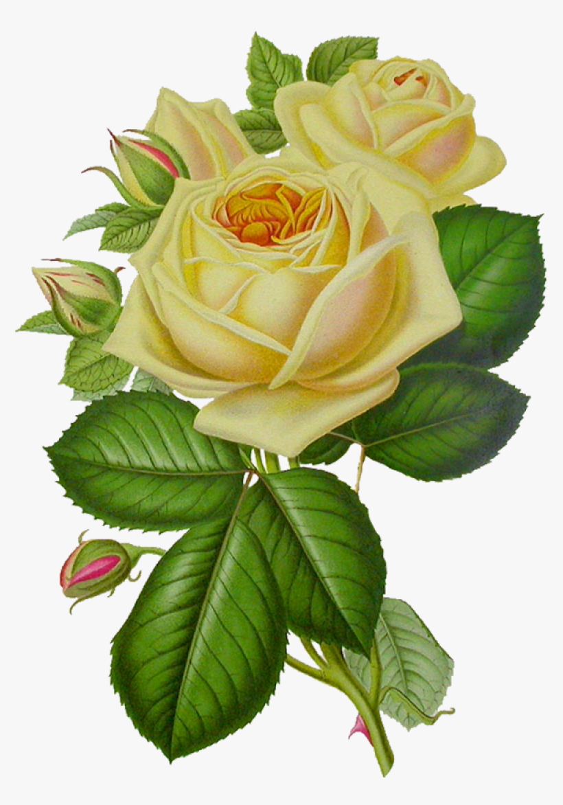 Tubes Fleurs - White Rose Flowers Clipart, transparent png #273279