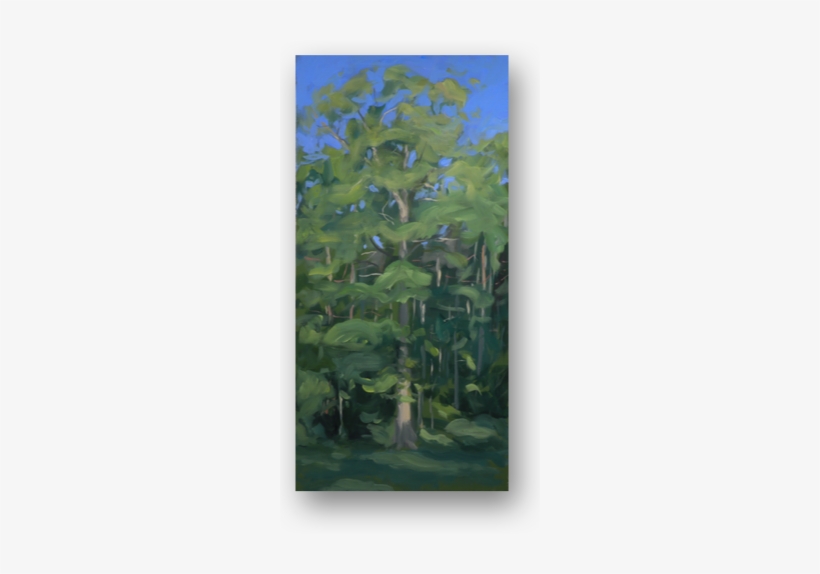 Oak In The Early Morning Plein Air - Oak, transparent png #273565