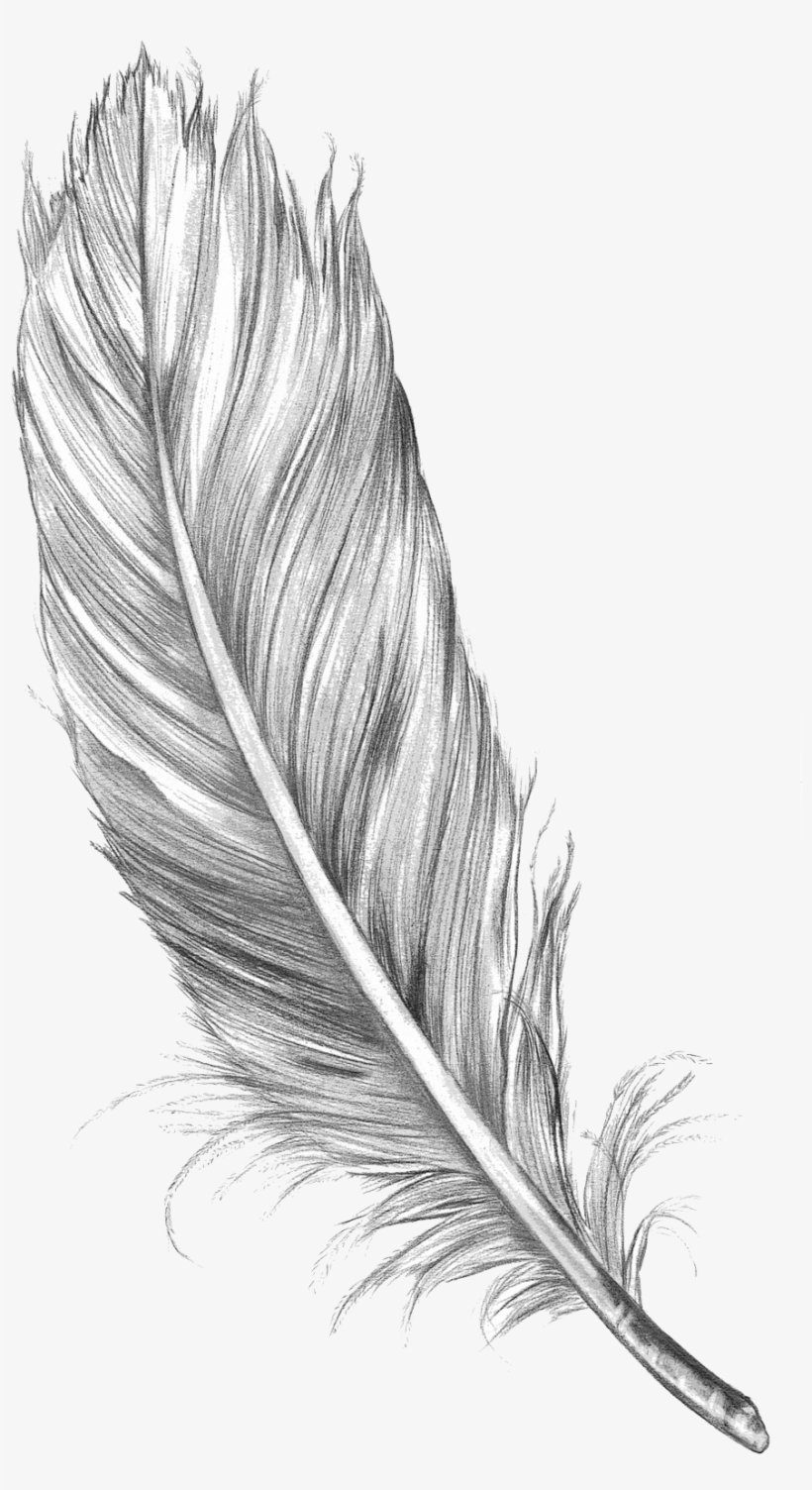 15 Feather Drawing Png For Free Download On Mbtskoudsalg - Pluma Dibujo A Lapiz, transparent png #273743