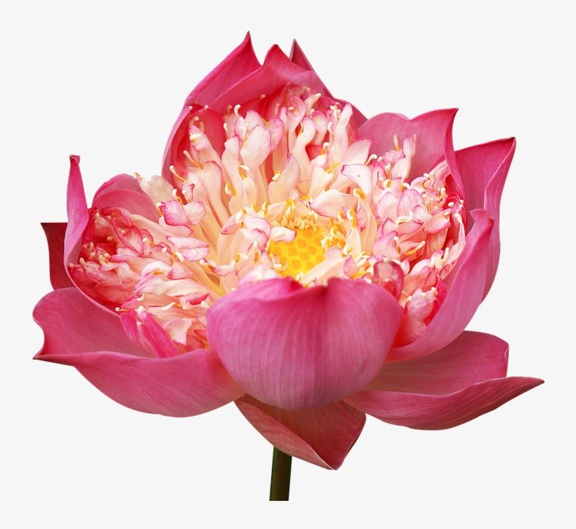 Lotus Flowers, Decorate, Pink Lotus, Many Wings - Sacred Lotus, transparent png #274275