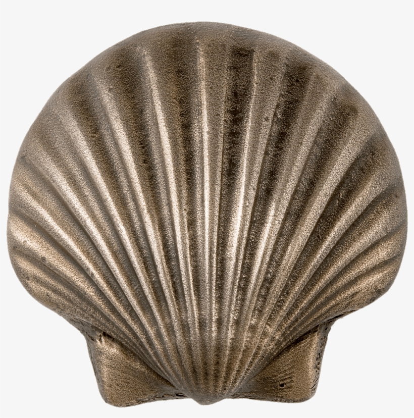 Food - Seashell, transparent png #274484