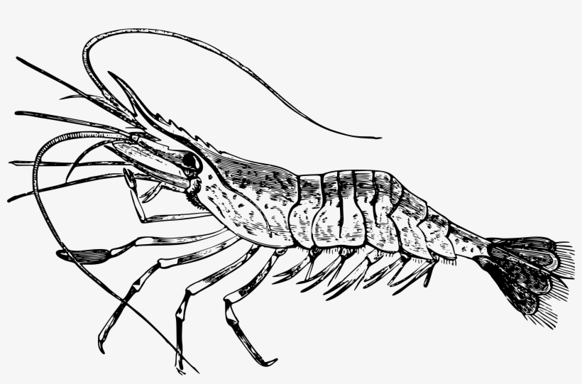 Png Free Library Common Prawn Big Image Png - Prawn Clip Art, transparent png #274485