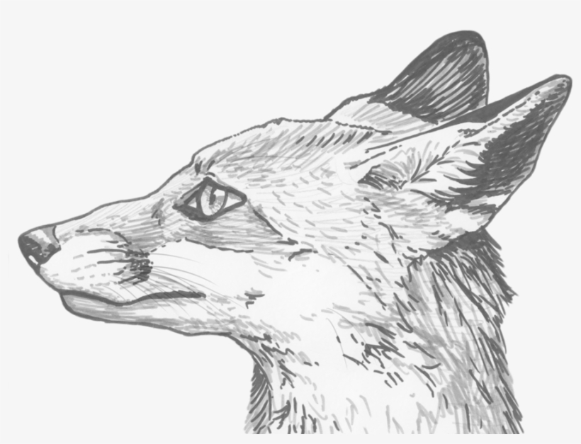 Fox Eyes Png Clipart - Ojos De Zorro Dibujo, transparent png #274695