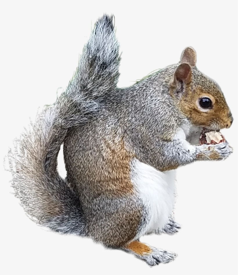 Collection Of Free Chipmunk Drawing Douglas Squirrel - Drawing, transparent png #274759
