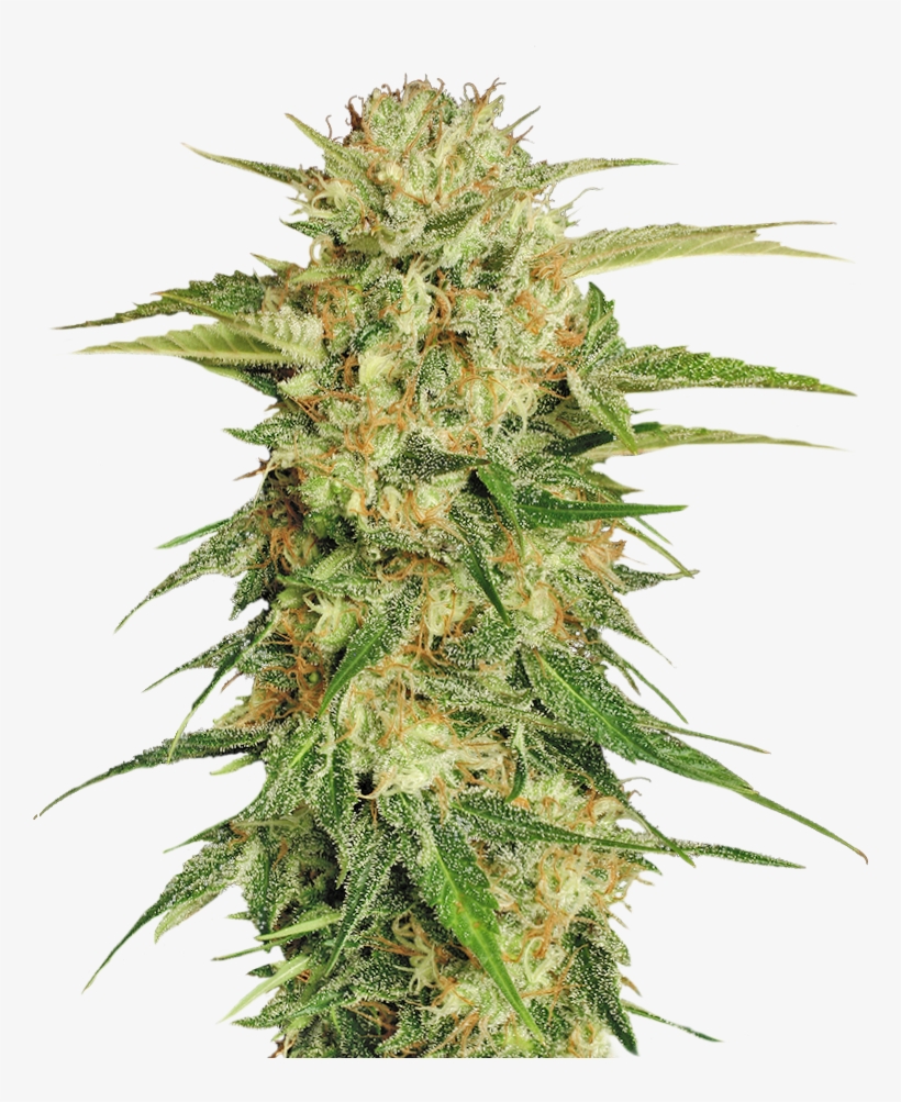 Cannabis Png - Cannabis Plant Transparent Background, transparent png #275168