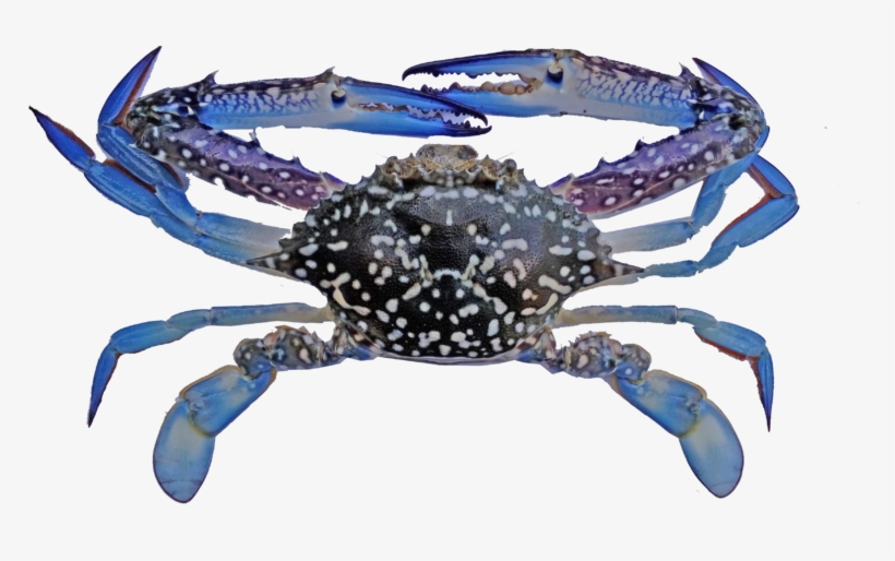 Indonesian Blue Swimming Crab Fishery Improvement Project, transparent png #275216