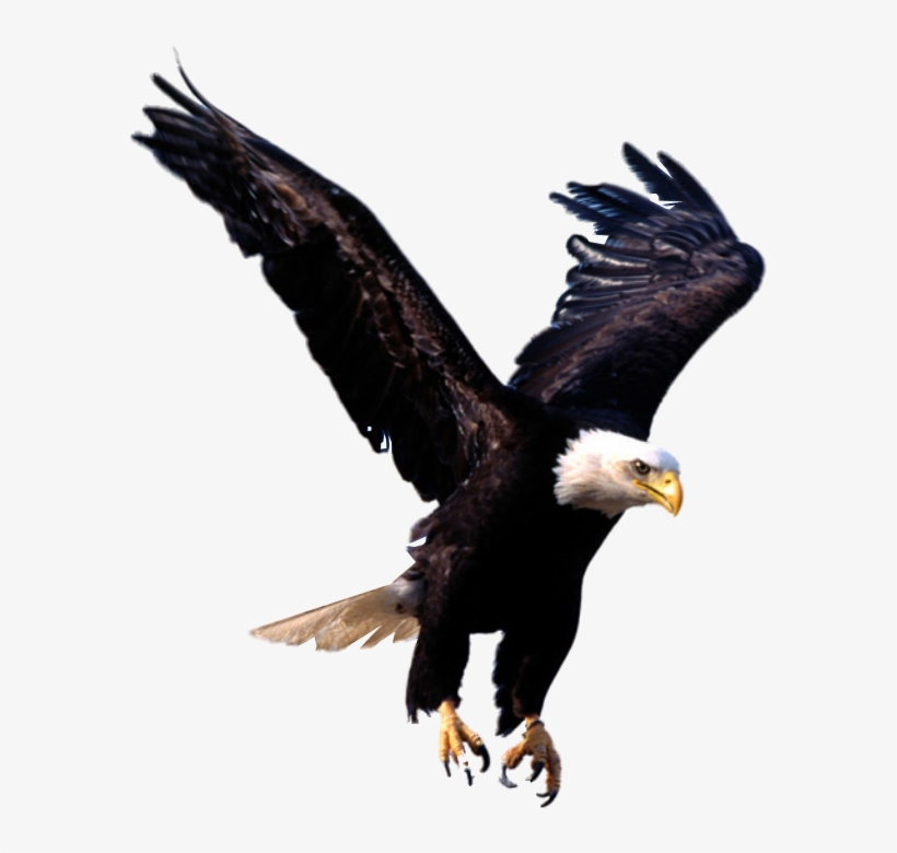 Eagle - Eagles Transparent Background, transparent png #275717