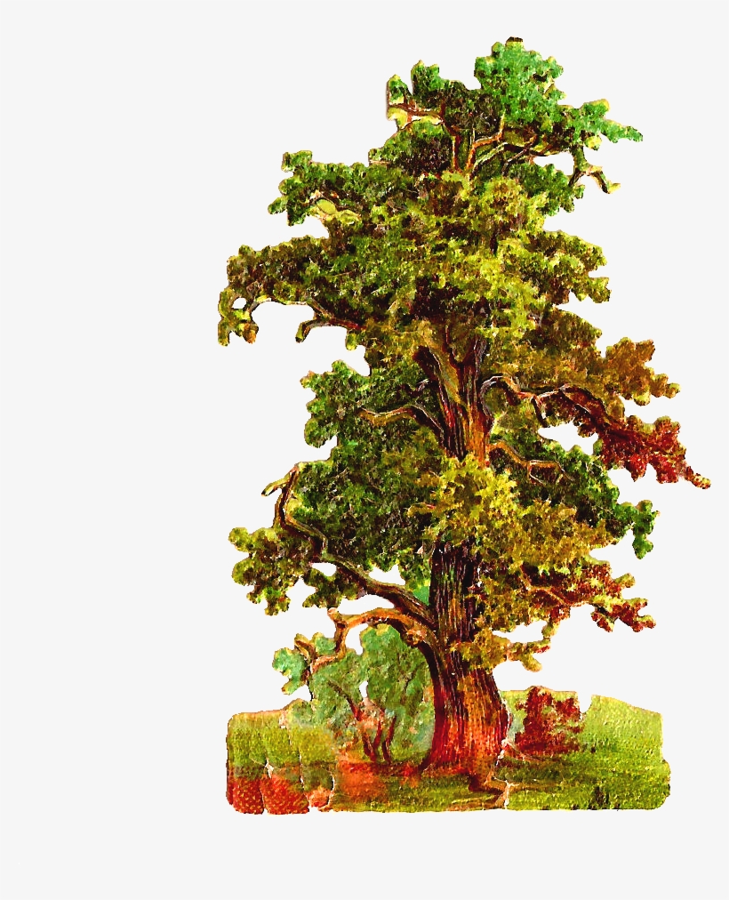 Oak Tree Clipart - Vintage Oak Tree Png, transparent png #275739