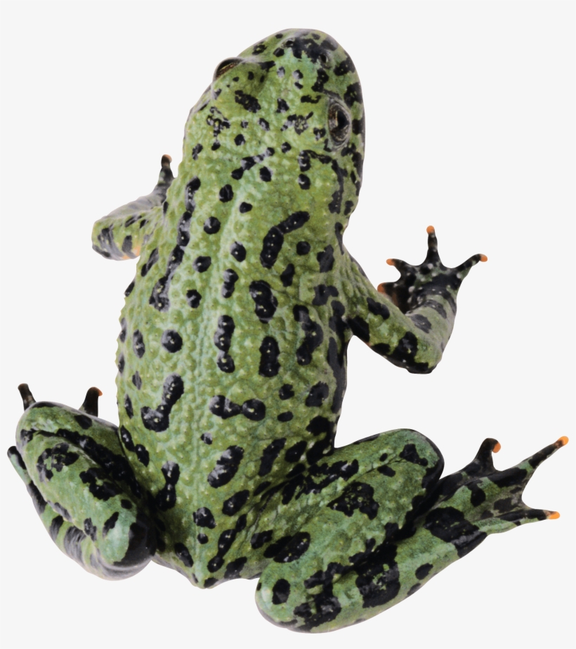 Frog Png, transparent png #275909