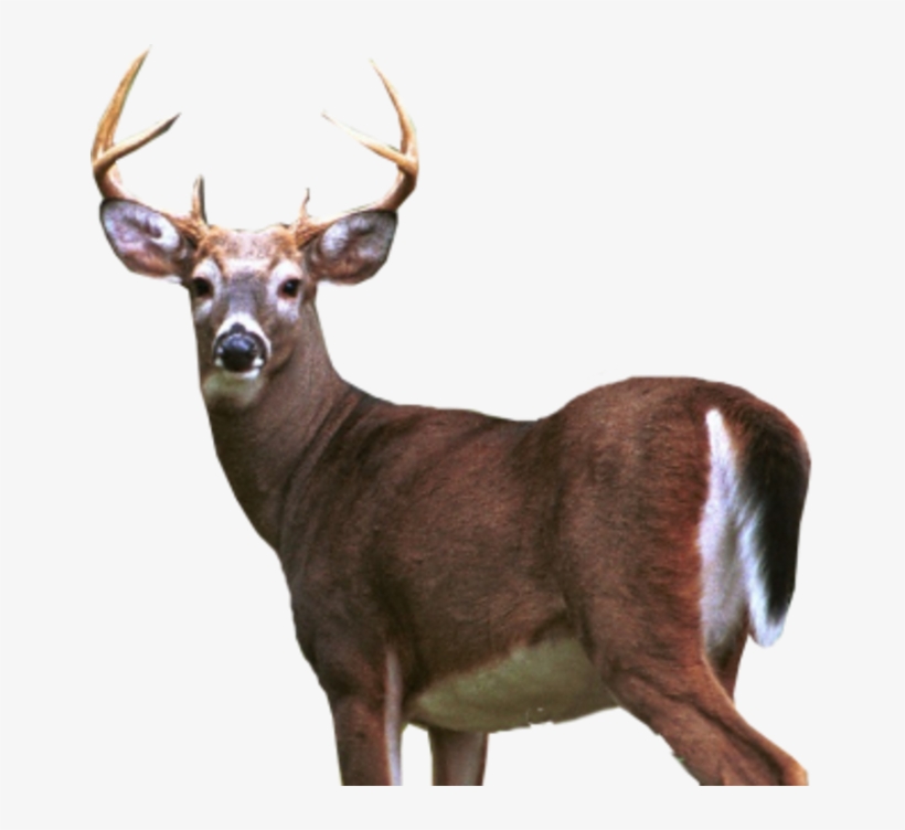 Deer Png, transparent png #276124