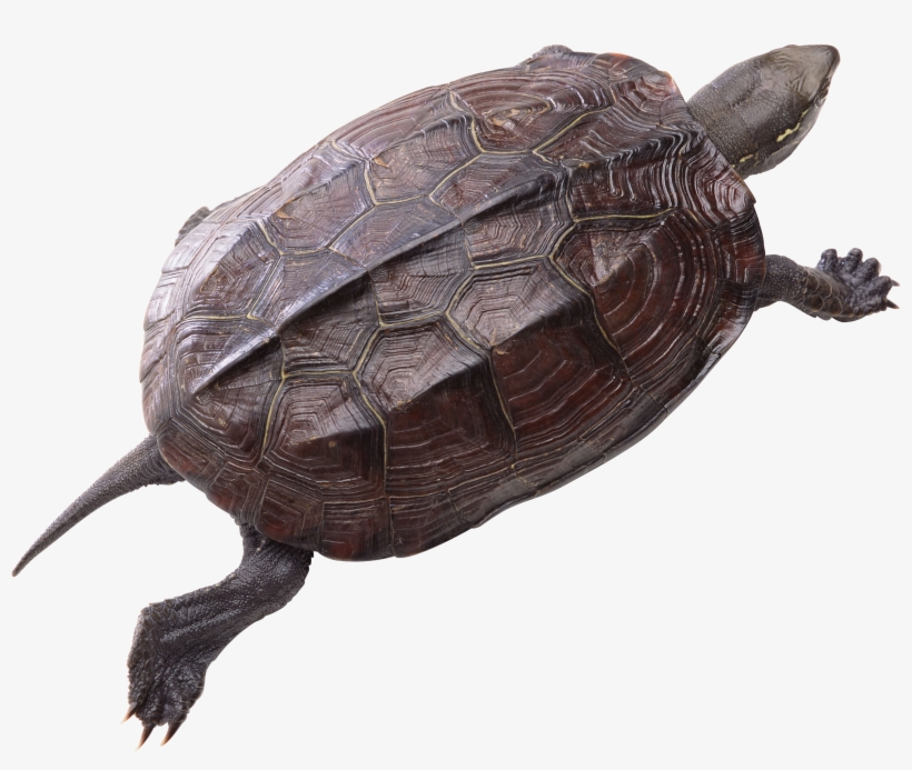 Turtle Png Pic - Turtle Png, transparent png #276160