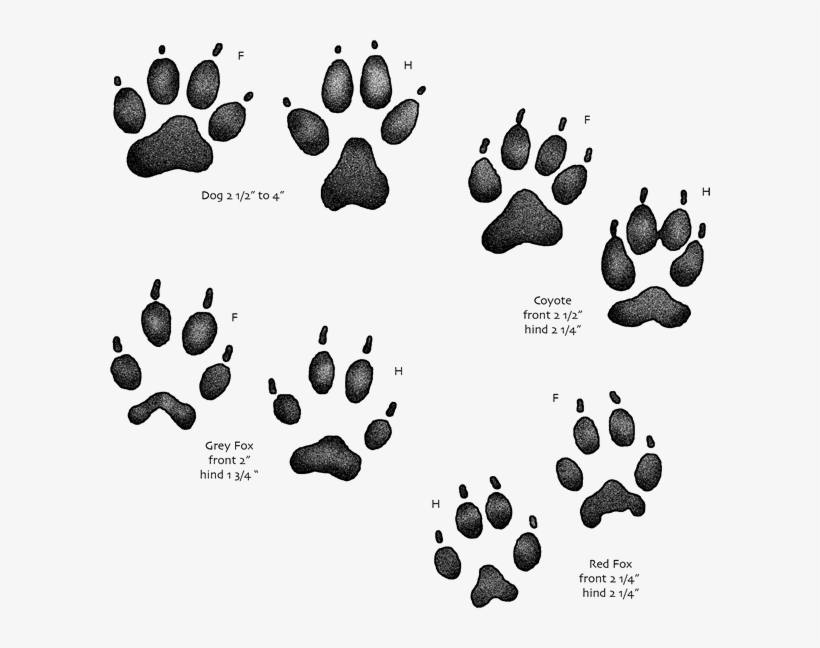 Usgs Kids Animal Tracks - Animal Tracks, transparent png #276287