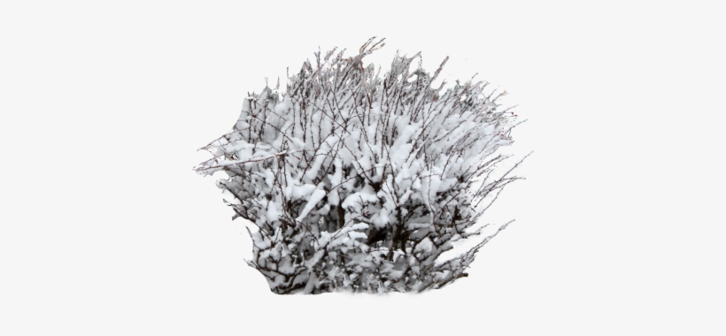 A Young Bush Covered In Snow Is Perfect For An Outdoor - Frost, transparent png #276325