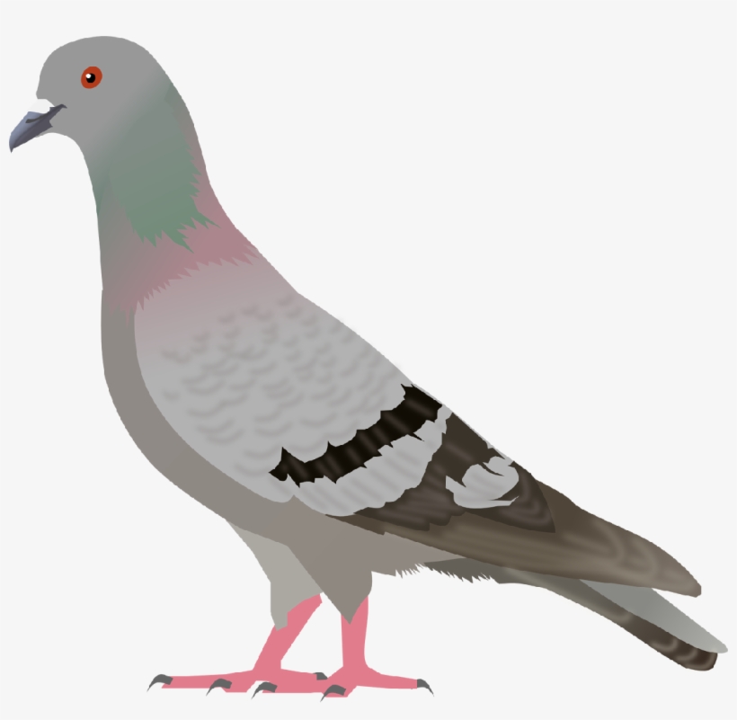 Pigeon, Clip Art, Illustrations - Pigeon Clipart, transparent png #276397