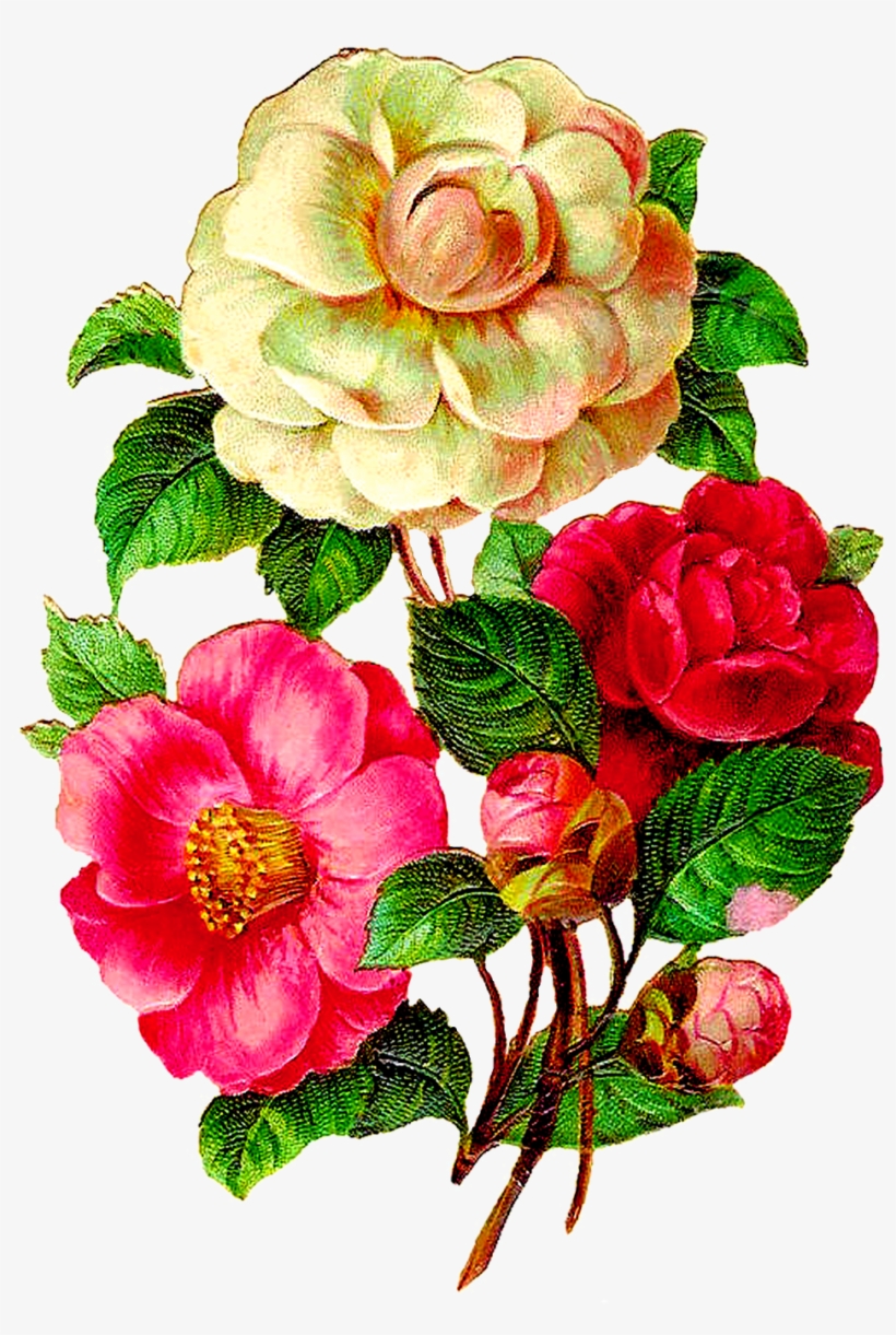 Vintage Flower Illustration Png - Camellia Flowers Png, transparent png #276783