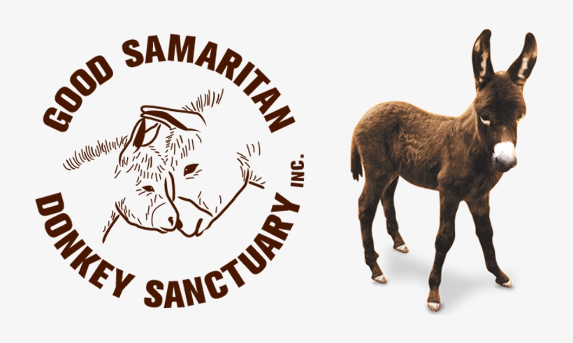 Good Samaritan Donkey Sanctuary, transparent png #277068