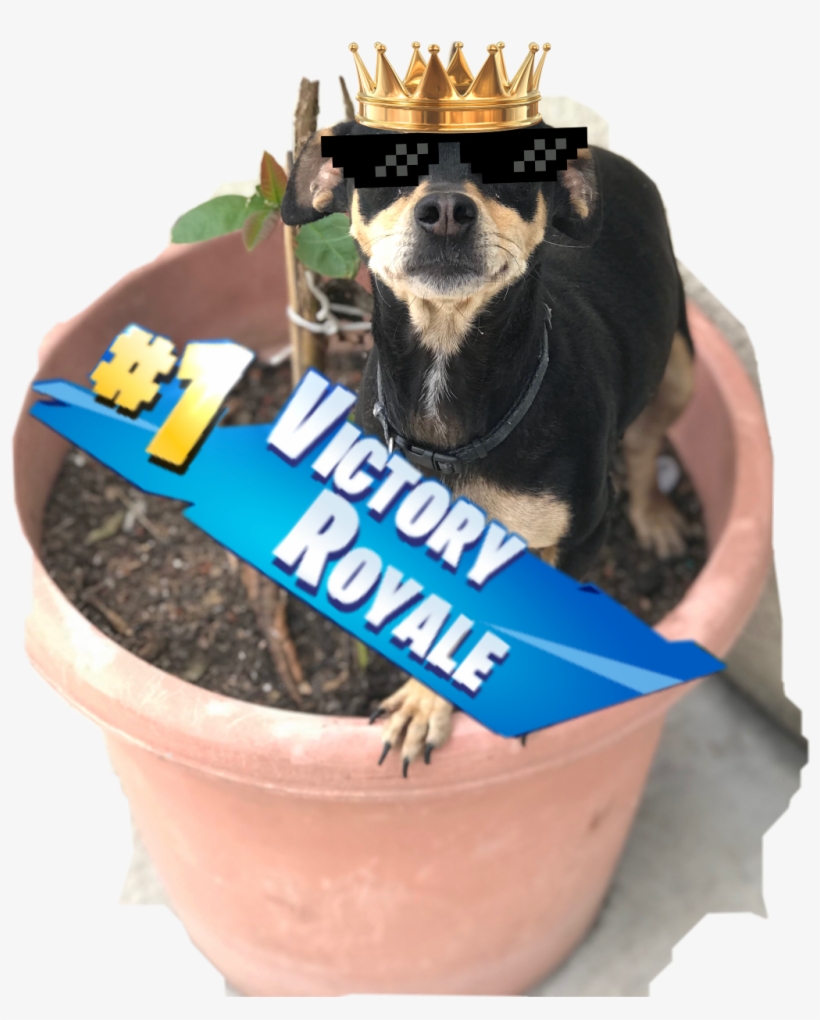My Dog Got A Victory Royal Fortnite - Dog, transparent png #277120