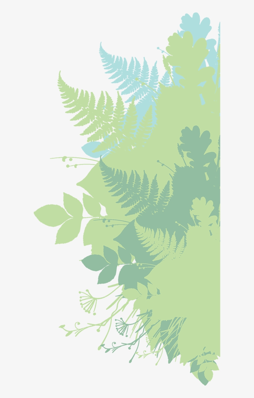 Ostrich Fern, transparent png #277373