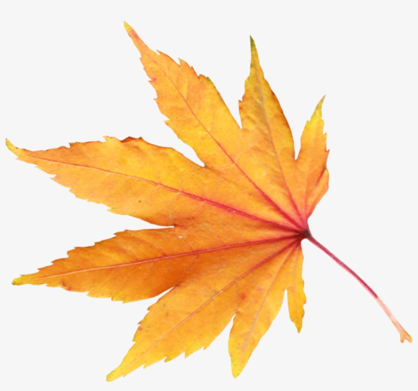Yellow Leaves - Fall Leaves Transparent Background, transparent png #277598