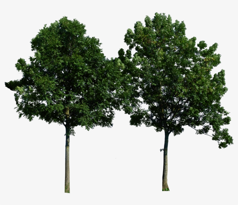 Trees Png Free Download, transparent png #277617