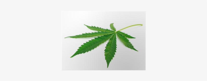 Cannabis, transparent png #277748