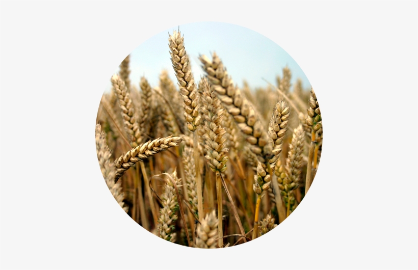 Circle Containing An Image Of A Wheat Field - Spelt Wheat Seed Sprouting Packet Organically Certified, transparent png #278665