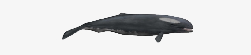 Ancient-whale - Jurassic Fight Club Whale, transparent png #278826