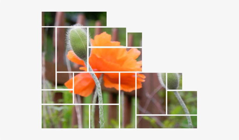 Image Inside Compound Path Frame - Single Photo Multiple Frames, transparent png #2701978