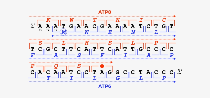 The Two Reading Frames Used By The Human Mitochondrial - Overlapping Genes, transparent png #2702119