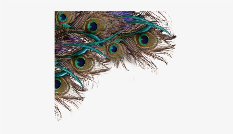 Feather Peacock Png, Peacock Feather Background Png - Happy Krishna Janmashtami Quotes, transparent png #2702375