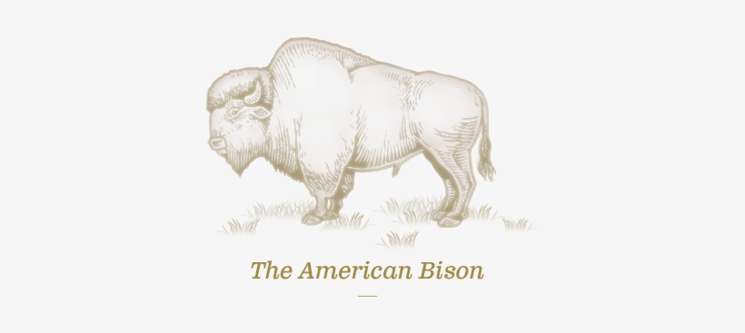 Illustration Of Bison - 12 Inch Ruler Actual Size, transparent png #2702443