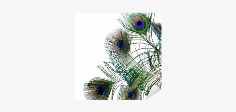 Single Peacock Feathers Png Hd Download - Peafowl, transparent png #2702471
